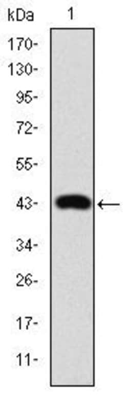 Invitrogen c-Jun Monoclonal Antibody (4H9) 100 &mu;L; Unconjugated:Antibodies,