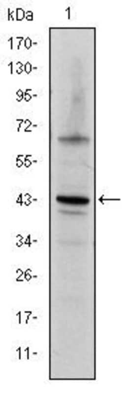 Invitrogen c-Jun Monoclonal Antibody (4H9) 100 &mu;L; Unconjugated:Antibodies,