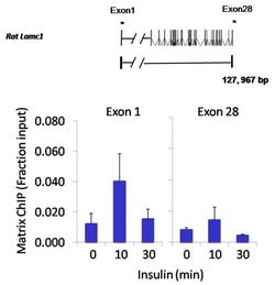 c-Jun Polyclonal Antibody, Invitrogen 200 &mu;g; Unconjugated:Antibodies,