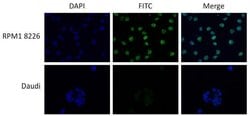 Invitrogen c-MAF Polyclonal Antibody 100 &mu;g; Unconjugated:Antibodies,