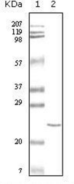 Invitrogen Cardiac Troponin I Monoclonal Antibody (3A10A12,5C3A7) 100 &mu;L;
