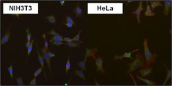 Invitrogen eIF1 Monoclonal Antibody (2B9) 100 &mu;g; Unconjugated:Antibodies,