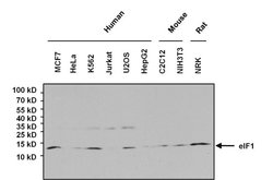 Invitrogen eIF1 Monoclonal Antibody (2B9) 100 &mu;g; Unconjugated:Antibodies,