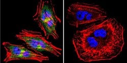 Invitrogen eNOS Polyclonal Antibody 100 &mu;L; Unconjugated:Antibodies,