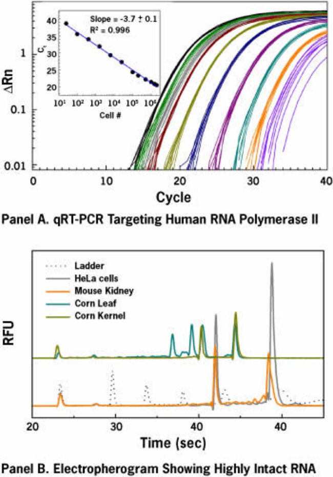 Invitrogen MagMAX96 Total RNA Isolation Kit 96 prepsLife Sciences