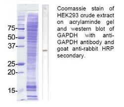 Invitrogen GAPDH Polyclonal Antibody 100 &mu;g; Unconjugated:Antibodies,