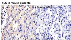 Invitrogen™ hCG Monoclonal Antibody (SC1)