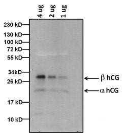 Invitrogen hCG Monoclonal Antibody (SC1) 100 &mu;g; Unconjugated:Antibodies,