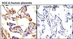 Invitrogen™ hCG Monoclonal Antibody (3015)