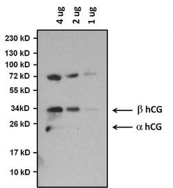 Invitrogen™ hCG Monoclonal Antibody (SC2)