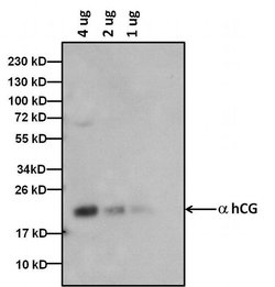 Invitrogen hCG Monoclonal Antibody (3015) 1 mg; Unconjugated:Antibodies,