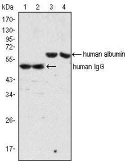 Invitrogen Human Serum Albumin Monoclonal Antibody (2H3D1;8F6F9) 100 &mu;L;