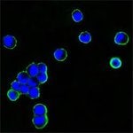 Thumbnail_Invitrogen Mouse anti-Human IgG Fc Secondary Antibody 100 &mu;L; Unconjugated:Antibodies,