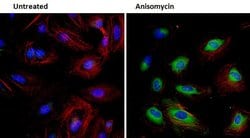 Invitrogen Phospho-HSP27 (Ser78) Polyclonal Antibody 100 &mu;L; Unconjugated:Antibodies,