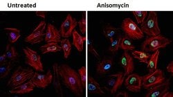 Phospho-JNK1/JNK2 (Thr183, Tyr185) Monoclonal Antibody (E.665.10), Invitrogen