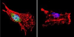 Invitrogen p23 Monoclonal Antibody (JJ3) 100 &mu;L; Unconjugated:Antibodies,