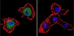 Invitrogen p23 Monoclonal Antibody (JJ3) 100 &mu;L; Unconjugated:Antibodies,