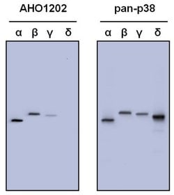 Invitrogen p38 MAPK Polyclonal Antibody 100 &mu;g; Unconjugated:Antibodies,