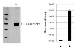Invitrogen™ Multispecies p38 MAPK (Phospho) [pT180/pY182] InstantOne™ ELISA Kit