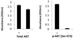 Invitrogen™ Multispecies AKT (Total/Phospho) InstantOne™ ELISA Kit