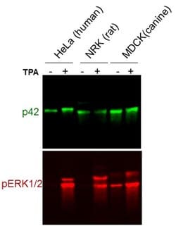 Phospho-ERK1/ERK2 (Thr185, Tyr187) Recombinant Rabbit Monoclonal Antibody