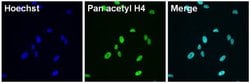Invitrogen™ H4ac pan-acetyl (K5,K8,K12,K16) Monoclonal Antibody (3HH4-2C2)