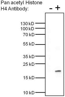 Invitrogen H4ac pan-acetyl (K5,K8,K12,K16) Monoclonal Antibody (3HH4-2C2)