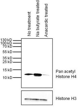 Invitrogen H4ac pan-acetyl (K5,K8,K12,K16) Monoclonal Antibody (3HH4-2C2)