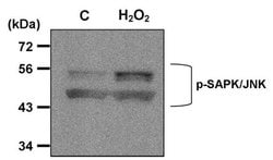 Phospho-JNK1/JNK2 (Thr183, Tyr185) Monoclonal Antibody (F.971.6), Invitrogen