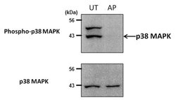 Invitrogen Phospho-p38 MAPK (Thr180, Tyr182) Monoclonal Antibody (S.417.1)