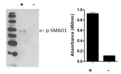 Invitrogen™ Human SMAD1 (Phospho) [pS463/pS465] InstantOne™ ELISA Kit