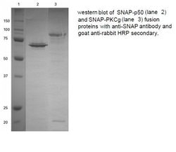 Invitrogen SNAP Tag Polyclonal Antibody 100 &mu;g; Unconjugated:Antibodies,