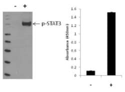 Invitrogen&trade;&nbsp;Human STAT3 (Phospho) [pY705] InstantOne&trade; ELISA Kit