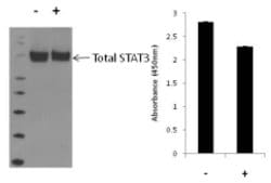 Invitrogen&trade;&nbsp;Human STAT3 (Total) InstantOne&trade; ELISA Kit