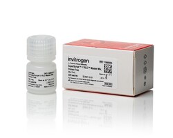 Invitrogen SuperScript V VILO Master Mix, Primer-Free, with gDNA Removal 1250 Reactions | Buy Online | Invitrogen&trade; | Fisher Scientific