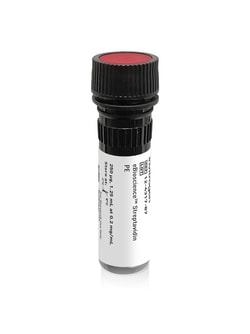 Invitrogen&trade;&nbsp;eBioscience&trade; Streptavidin PE Conjugate