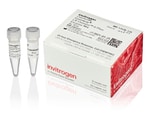 Invitrogen™ Enzima LR Clonase™ II Plus