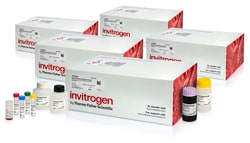 Invitrogen Dynabeads SARS-CoV-2 Spike Ig Total ELISA Kit 5 x 96 reactions | Buy Online | Invitrogen&trade; | Fisher Scientific
