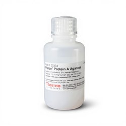 Thermo Scientific&trade;&nbsp;Pierce&trade; Protein A Agarose