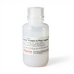 Thermo Scientific Pierce Protein A Plus Agarose 25 mL | Buy Online | Thermo Scientific&trade; | Fisher Scientific