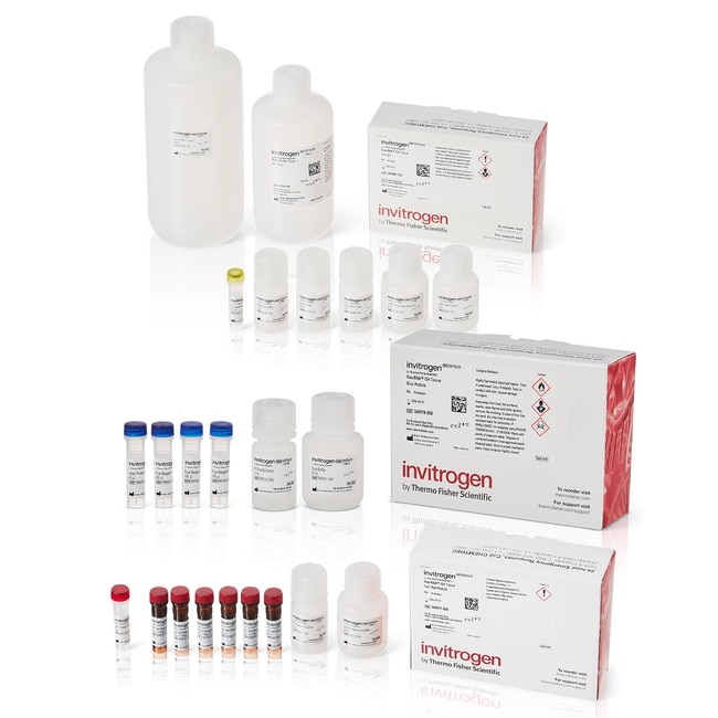 Invitrogen™ ViewRNA™ Colorimetric Tissue 2Plex Kits RedBlue 2Plex
