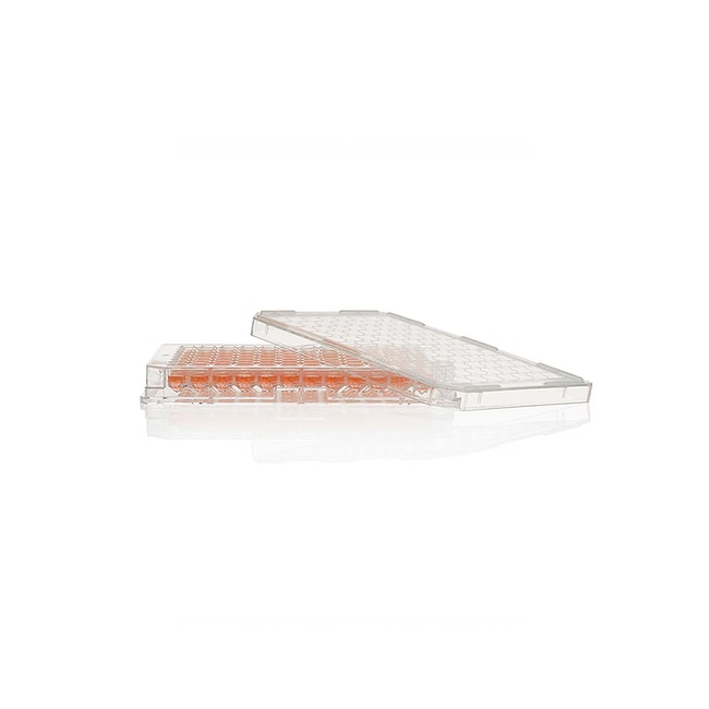 その他 6 Thermo Scientific 96 Well Conical (V) Bottom Plate, Non-Treated