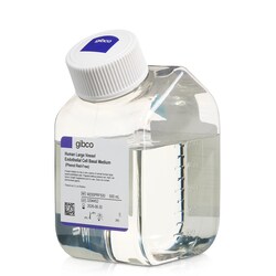 Gibco Human Large Vessel Endothelial Cell Basal Medium (formerly Medium 200), Phenol Red Free 500 mL | Buy Online | Gibco&trade; | Fisher Scientific