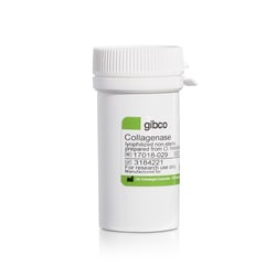Gibco Collagenase, Type I, powder 500 mg | Buy Online | Gibco&trade; | Fisher Scientific