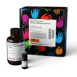 Thermo Scientific Pierce ECL Plus Western Blotting Substrate 100 mL Kit | Buy Online | Thermo Scientific&trade; | Fisher Scientific