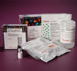 Thermo Scientific™ Sulfo-SBED Biotin Label Transfer Kit - Western Blot Application