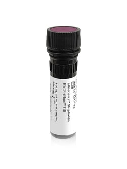 Invitrogen eBioscience Streptavidin PerCP-eFluor 710 Conjugate 100 &mu;g | Buy Online | Invitrogen&trade; | Fisher Scientific
