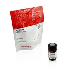 Thermo Scientific&trade;&nbsp;DAPI solution (1 mg/mL), 1 mL