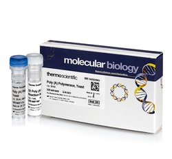 Thermo Scientific™ Poly(A) Polymerase, Yeast