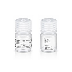 Invitrogen&trade;&nbsp;MagniSort&trade; Mouse B cell Enrichment Kit